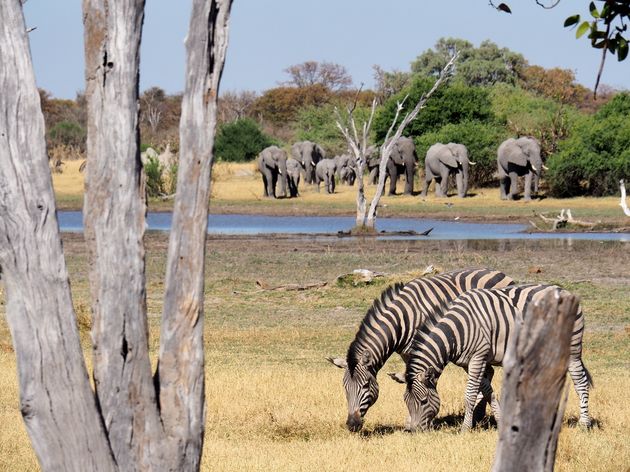 moremi-game-reserve-17.jpeg