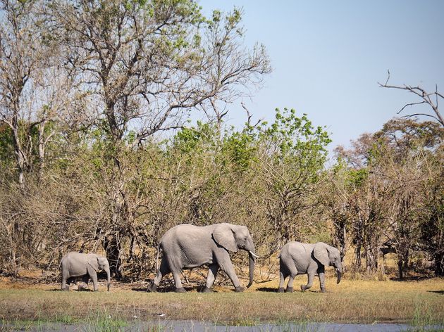 moremi-game-reserve-18.jpeg