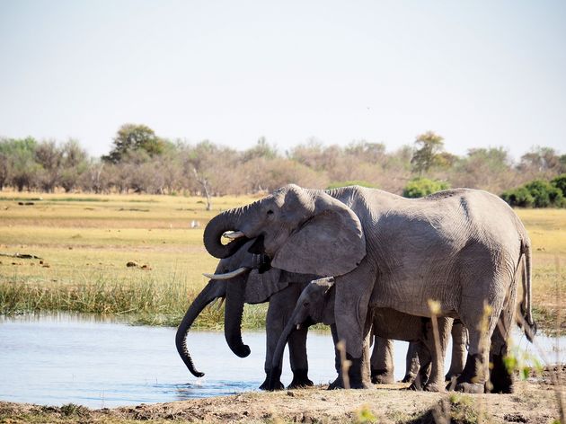 moremi-game-reserve-19-1.jpeg