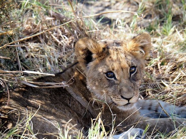 In die groepen leeuwen vind je met een beetje geluk ook baby-leeuwen, zo schattig!