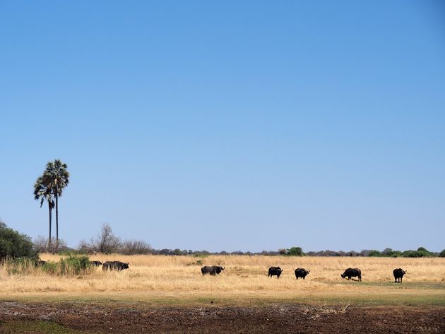 Een kudde buffels steekt fel af tegen het dorre gras van de savanne.