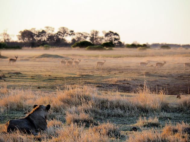 moremi-game-reserve-22.jpeg