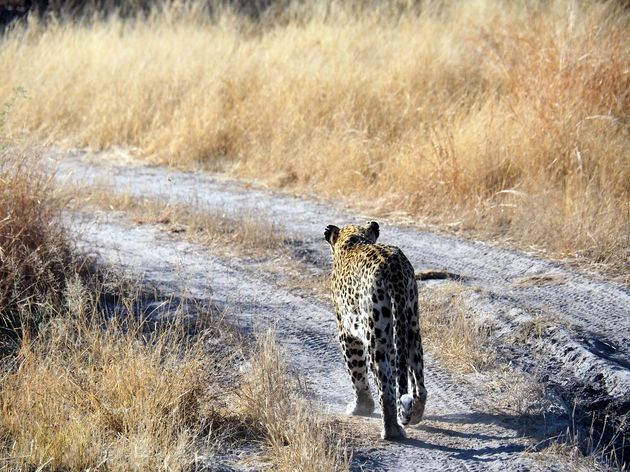 moremi-game-reserve-23.jpeg