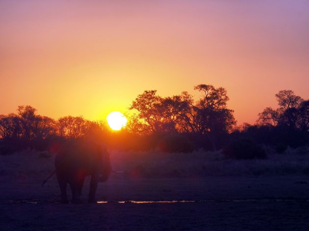 moremi-game-reserve-24.jpeg