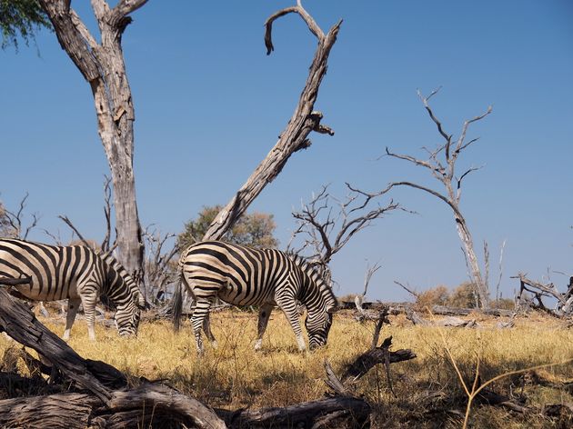 moremi-game-reserve-3.jpeg