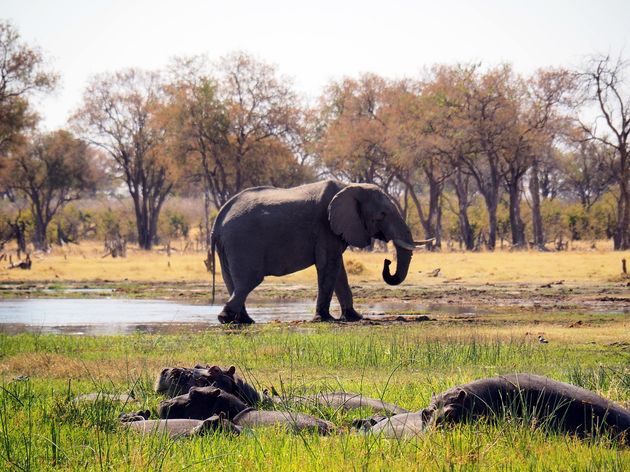moremi-game-reserve-4.jpeg