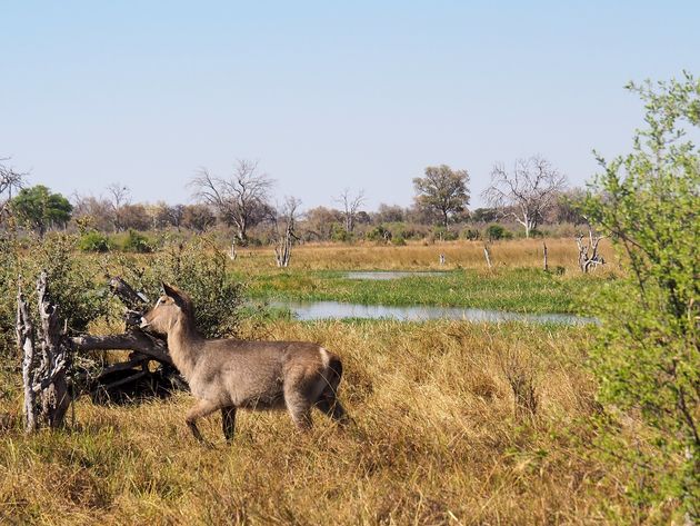 Een minder bekend dier is de waterbok. Deze zie je dan ook bijna alleen maar in Chobe en Moremi.