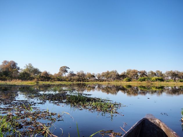 moremi-game-reserve-8.jpeg