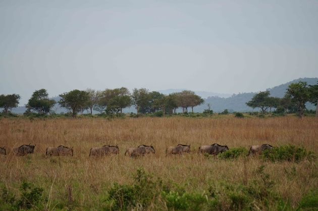 Zo mooi is een safari in Mikumi!