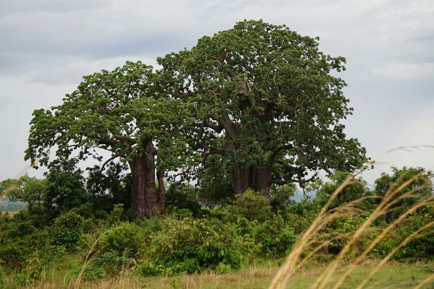 De Big Five kun je in Mikumi niet spotten, want hier ga je de neushoorn niet vinden