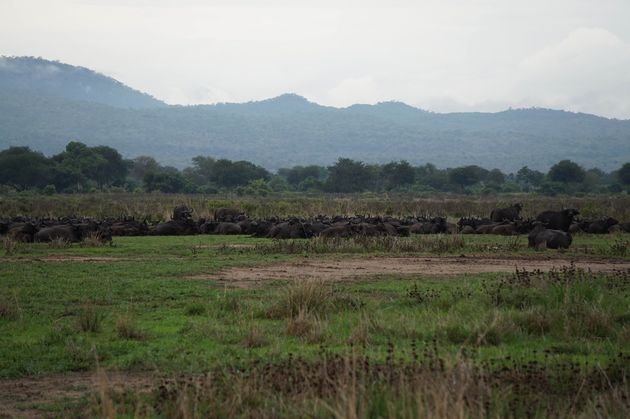 Krijg jij al zin in een safarivakantie naar Tanzania als je dit ziet?