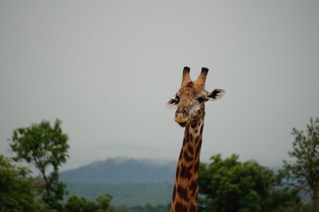 mukumi-safari-giraffe
