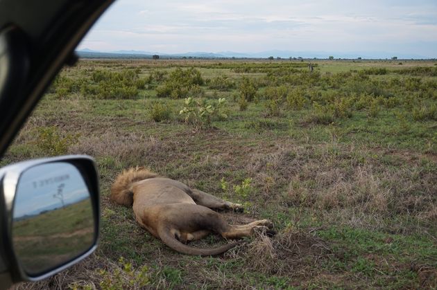 We rijden heel dicht langs een slapende leeuw, zo`n bijzondere ervaring