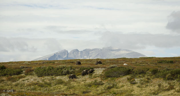 Het Noorse nationale park Dovrefjell is de enige plek waar muskusossen leven