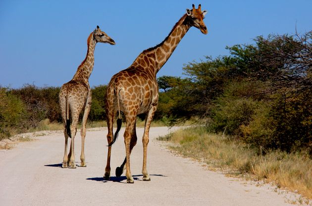 Giraffes blokkeren de weg in Etosha National Park
