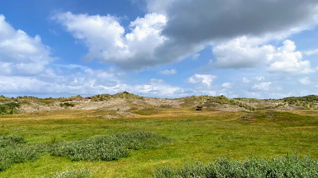 Prachtige natuur op Vlieland, wandelen en fietsen tussen de dieren