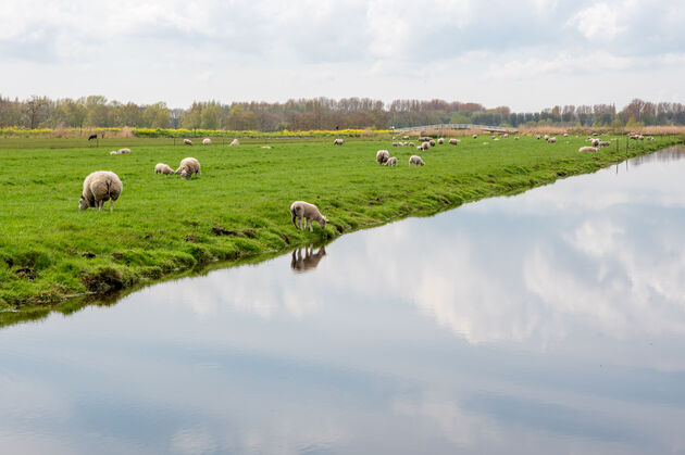 Typisch Hollands tafereel: jonge schapen in de wei en veel bewolking