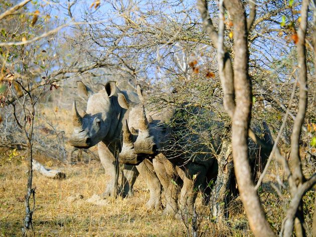 Neushoorns in Kruger National Park in Zuid-Afrika