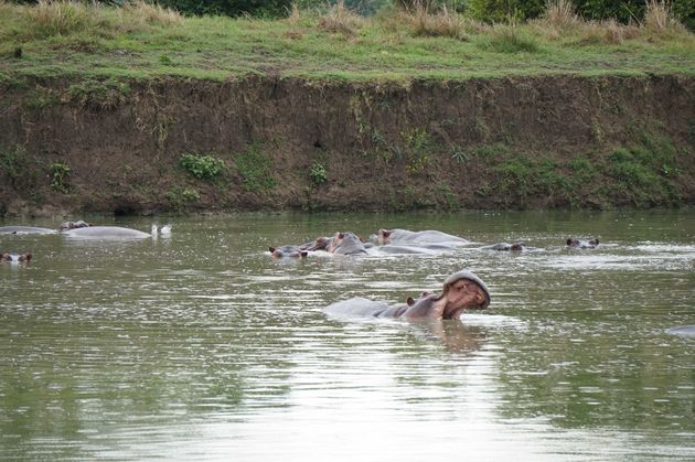De nijlpaarden nemen even lekker een duik