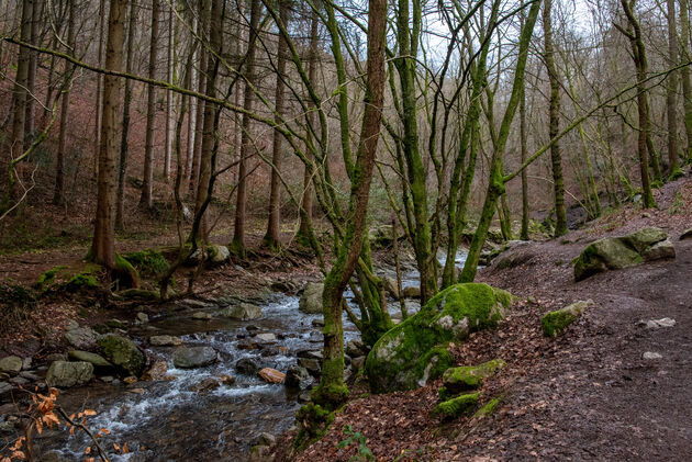 Genieten van de mooie bossen van de Ardennen