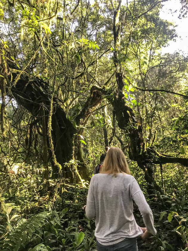 Klaar voor een gorilla trektocht door de jungle