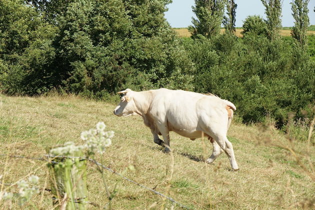 Vleeskoeien zoals je die alleen in Normandi\u00eb tegenkomt, groot en sterk