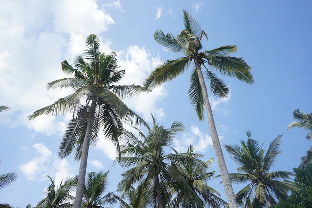 Rondom het strand zijn enorm veel palmbomen te vinden.