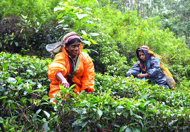 Sri Lankaanse vrouwen aan het werk in de theeplantage