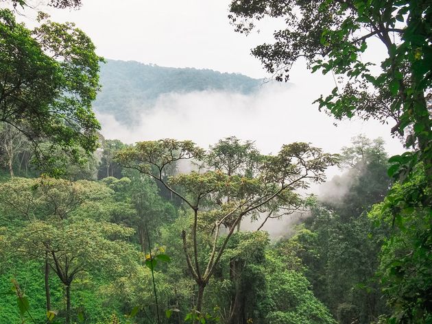 nyungwe-national-park-in-de-mist.jpeg