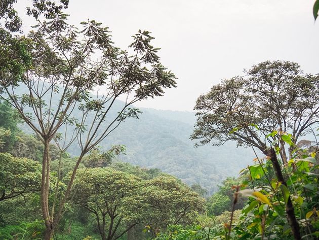nyungwe-national-park-uitzicht.jpeg