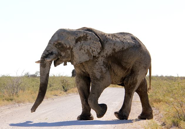Een olifant loopt voorbij in Etosha