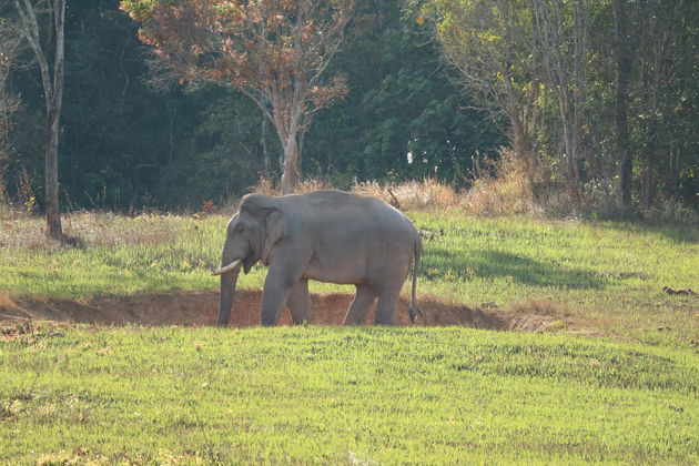 <em>Olifant in Khao Yai<\/em>