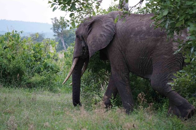 Een safari is niet compleet zonder olifanten in het wild te spotten