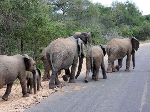Majestueus, deze olifantenfamilie