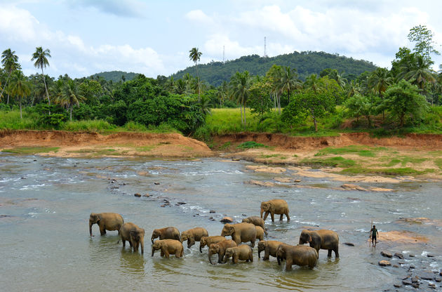 Olifanten aan het badderen in de Maha Oya rivier
