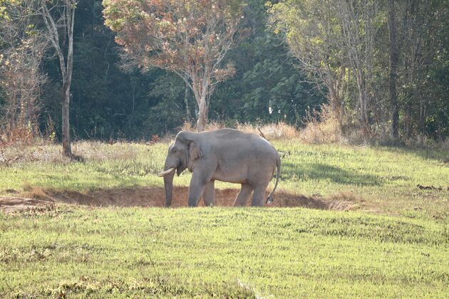 Spot olifanten in het wild, zoals hier in Khao Yai National Park