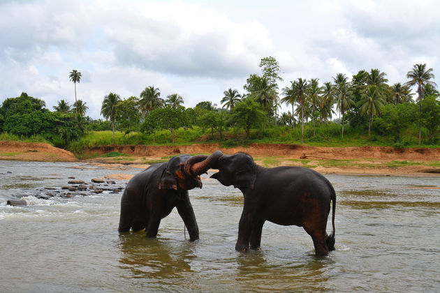 Spelende olifanten