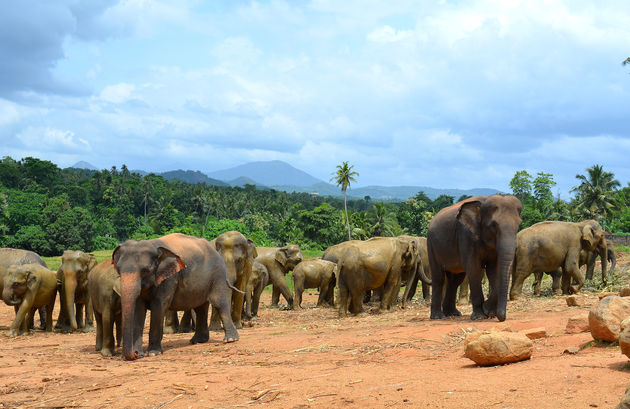 Flinke kudde olifanten in Pinnawela