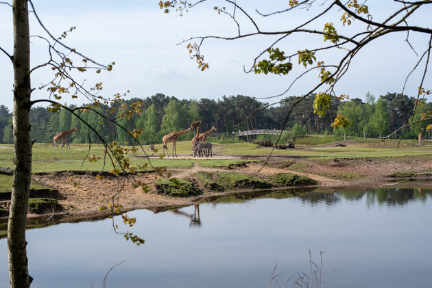 Te voet op safari: het kan in Brabant