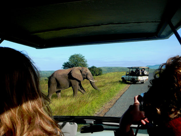 Voor spanning en avontuur ga je op zoek naar de Big Five, zoals hier in het Kruger Park!