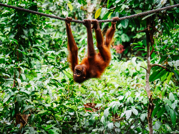 Om orang-oetans te zien moet je naar Borneo of Sumatra
