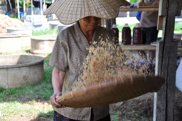 Oude dame op de organische rijstplantage