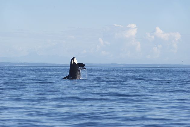 Een orka gespot op Vancouver Island in Canada