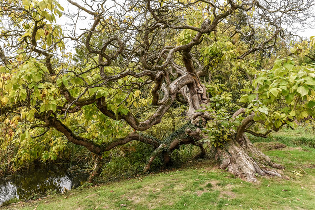 Een prachtige monumentale boom in de tuin van kasteel Aldenghoor