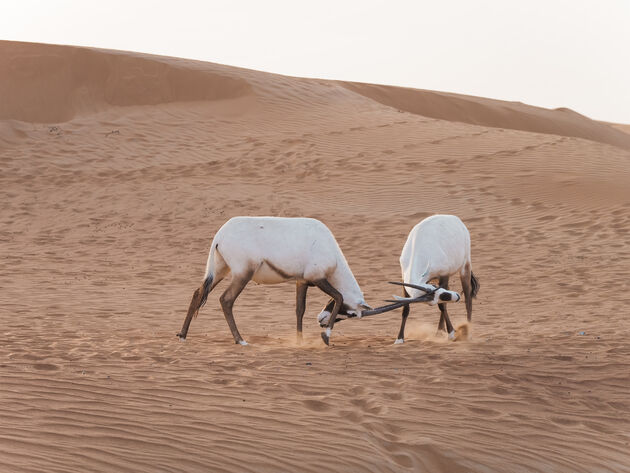 Onderweg spotten we Arabische oryxen