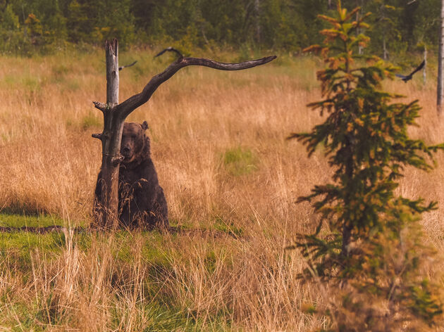 Beren spotten in Fins Lapland kan alleen in de zomermaanden en is de reis meer dan waard