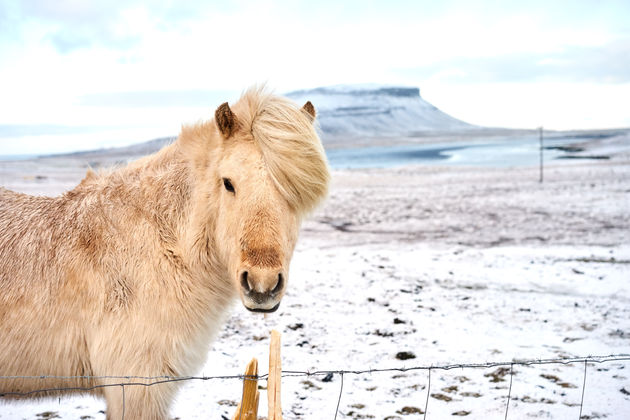 Een typisch IJslands paard