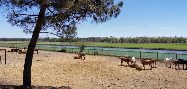 Veel `wilde` paarden en rijstvelden