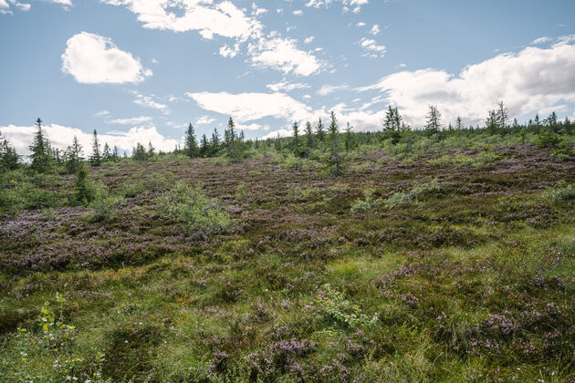 paardrijden-dalarna-zweden.jpeg