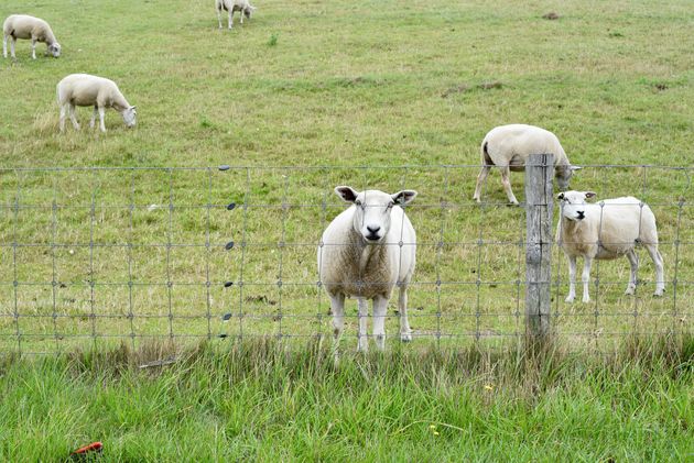 Doen met Pasen: een dagje of weekendje Texel